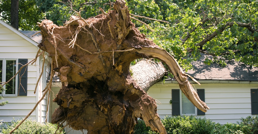 Can insurance cover for damages caused by trees? Tree Doctors Inc.